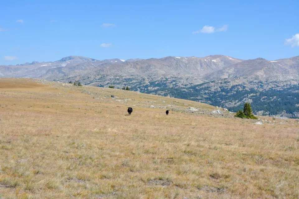 Two cows grazing in a field with Bighorn Mountains in background in Wyoming.
